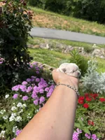  Tia , a female Mal Shi for sale in Asheville, NC – 6 of 10