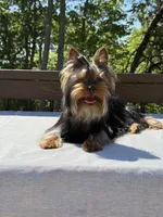 Ace, a male Yorkshire Terrier for sale in Asheville, NC – 2 of 6