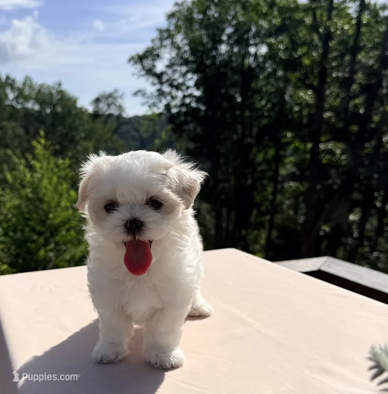 Tiana, a female Maltese for sale in Asheville, NC – 1 of 7