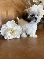 Lucky, a male Mal Shi for sale in Asheville, NC – 9 of 9