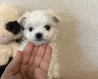 Elvis, a male Maltese for sale in Asheville, NC – 3 of 4