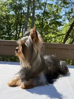 Ace, a male Yorkshire Terrier for sale in Asheville, NC – 6 of 6
