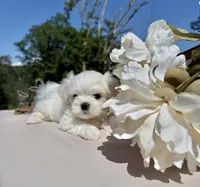Nissan, a male Maltese for sale in Asheville, NC – 4 of 5