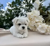 Rosie, a female Maltese for sale in Asheville, NC – 4 of 7