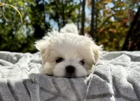 Winston, a male Maltese for sale in Asheville, NC – 4 of 9
