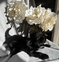 processed/ce9754cd-570a-433a-b4cf-bf6d7911b509/listing/c70d5c5c-7eb7-4010-9cee-0f9c1b228539/505b3700-7b4a-4d2d-8957-2d917c60d33b