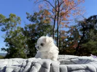 Millie, a female Maltese for sale in Asheville, NC – 2 of 3