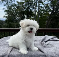 Sunny, a male Mal Shi for sale in Asheville, NC – 3 of 4