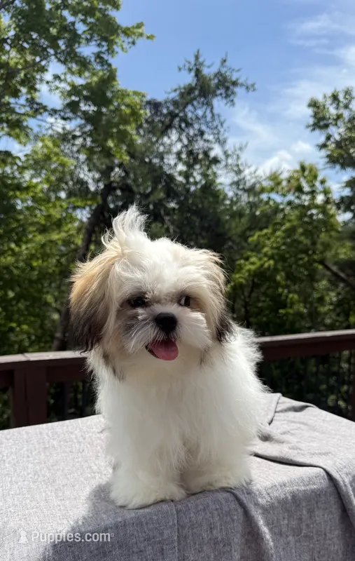 Lucky – Mal Shi puppy for sale in Asheville, NC