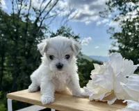 Riana, a female Maltese for sale in Asheville, NC – 3 of 6