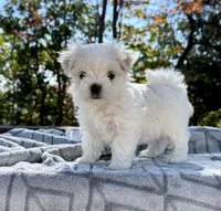 Johnson, a female Maltese for sale in Asheville, NC – 4 of 8