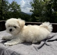 Teddy, a male Mal Shi for sale in Asheville, NC – 2 of 6