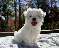 Winston, a male Maltese for sale in Asheville, NC – 7 of 9
