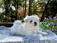 Johnson, a female Maltese for sale in Asheville, NC – 5 of 8