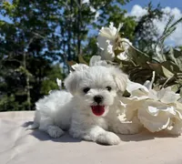 Nissan, a male Maltese for sale in Asheville, NC – 5 of 5