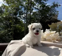 Riana, a female Maltese for sale in Asheville, NC – 2 of 6