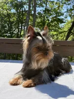 Ace, a male Yorkshire Terrier for sale in Asheville, NC – 3 of 6