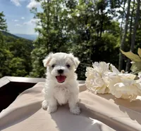Riana, a female Maltese for sale in Asheville, NC – 5 of 6