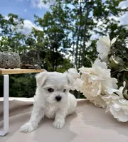 Rosie, a female Maltese for sale in Asheville, NC – 5 of 7