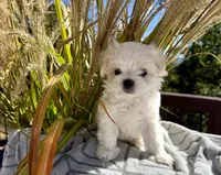 Winston, a male Maltese for sale in Asheville, NC – 6 of 9