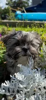 Coco, a female Shorkie for sale in Asheville, NC – Photo 6 of 7