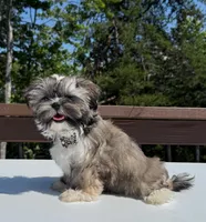 Coco, a female Shorkie for sale in Asheville, NC – Photo 2 of 7