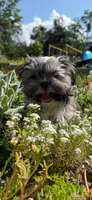 Coco, a female Shorkie for sale in Asheville, NC – Photo 7 of 7
