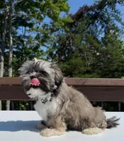 Coco, a female Shorkie for sale in Asheville, NC – Photo 3 of 7