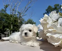 Nissan, a male Maltese for sale in Asheville, NC – 2 of 5