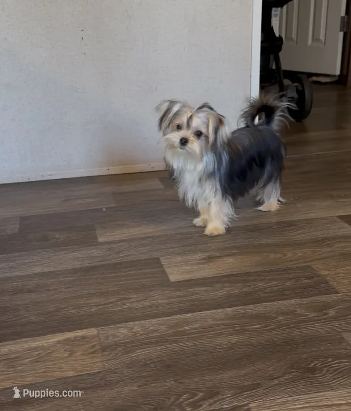 lucy – Morkie puppy for sale in Asheville, NC