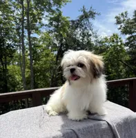 Lucky, a male Mal Shi for sale in Asheville, NC – 4 of 4