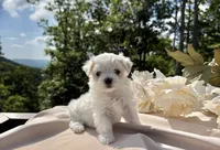 Riana, a female Maltese for sale in Asheville, NC – 6 of 6