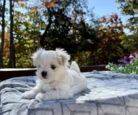 Johnson, a female Maltese for sale in Asheville, NC – 7 of 8