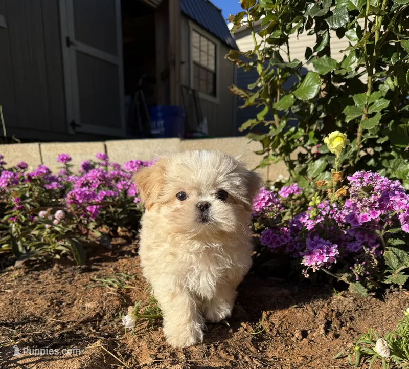 Latte  – Mal Shi puppy for sale in Asheville, NC