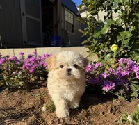 Latte , a male Mal Shi for sale in Asheville, NC – 1 of 7