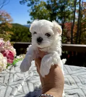 Britney, a female Maltese for sale in Asheville, NC – 1 of 1