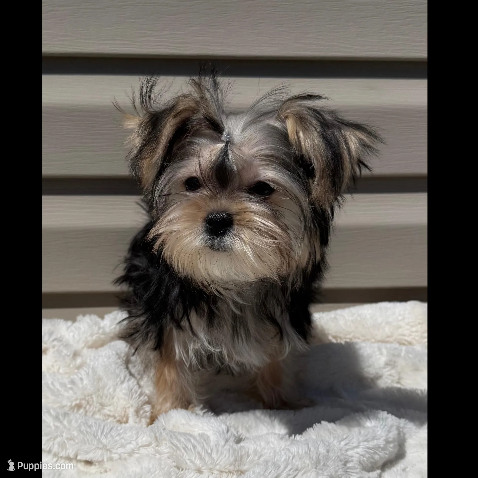 lucy, a female Morkie for sale in Asheville, NC – Photo 2 of 6