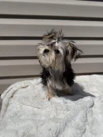 lucy, a female Morkie for sale in Asheville, NC – Photo 6 of 6