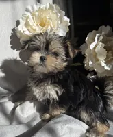 processed/ce9754cd-570a-433a-b4cf-bf6d7911b509/listing/f471e710-feaf-45c4-8295-7f7ea83e1039/56e33fae-b192-4789-9b05-f57bdb765f2f