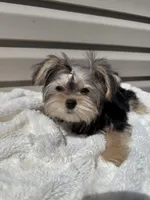 lucy, a female Morkie for sale in Asheville, NC – Photo 3 of 6