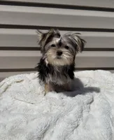 lucy, a female Morkie for sale in Asheville, NC – Photo 1 of 6