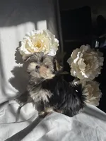 processed/ce9754cd-570a-433a-b4cf-bf6d7911b509/listing/f471e710-feaf-45c4-8295-7f7ea83e1039/ff901450-70d6-4588-b2cb-f7a56cf7f9a9