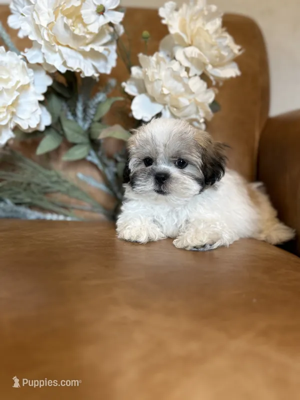Lucky – Mal Shi puppy for sale in Asheville, NC