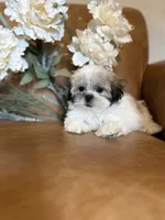 Lucky, a male Mal Shi for sale in Asheville, NC – 1 of 9