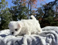 Millie, a female Maltese for sale in Asheville, NC – 3 of 3