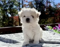 Winston, a male Maltese for sale in Asheville, NC – 3 of 9