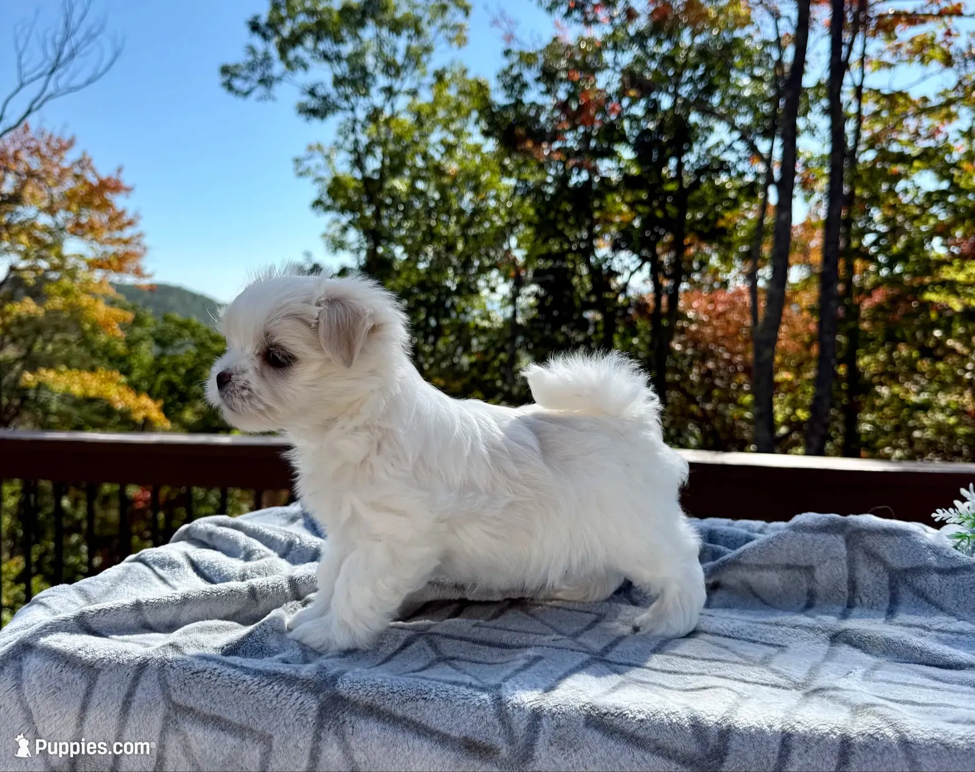 Johnson, a female Maltese for sale in Asheville, NC – 1 of 8