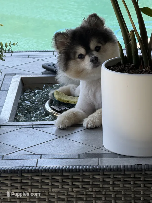 Lucas  – Pomeranian puppy for sale in San Jose, CA