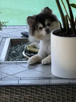 Lucas , a male Pomeranian for sale in San Jose, CA – 1 of 5