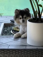 Lucas , a male Pomeranian for sale in San Jose, CA – 5 of 5